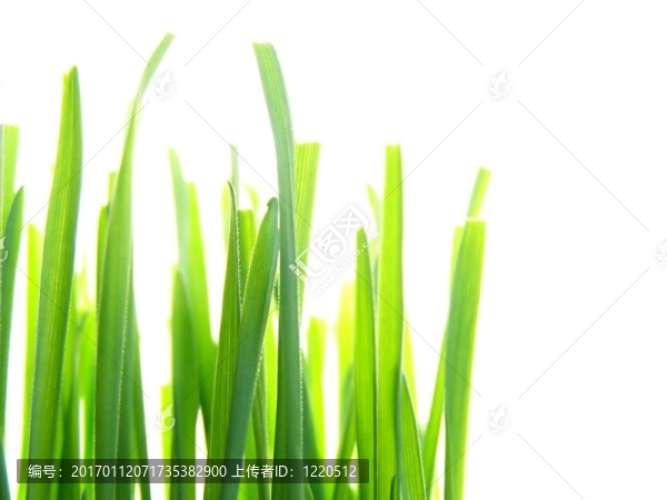 綠色的草