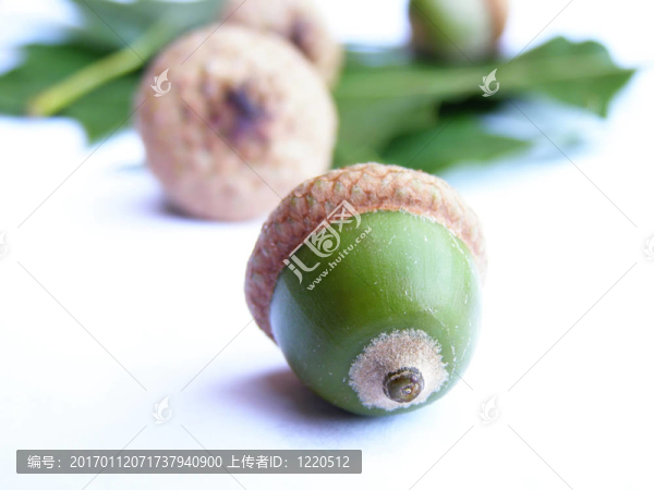 橡實(shí)種子