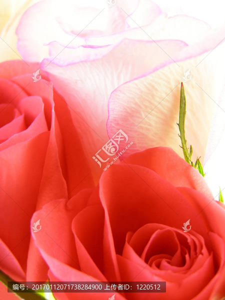月季花
