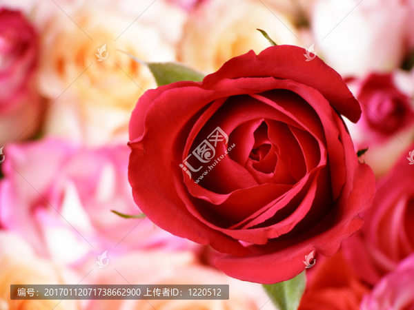 月季花