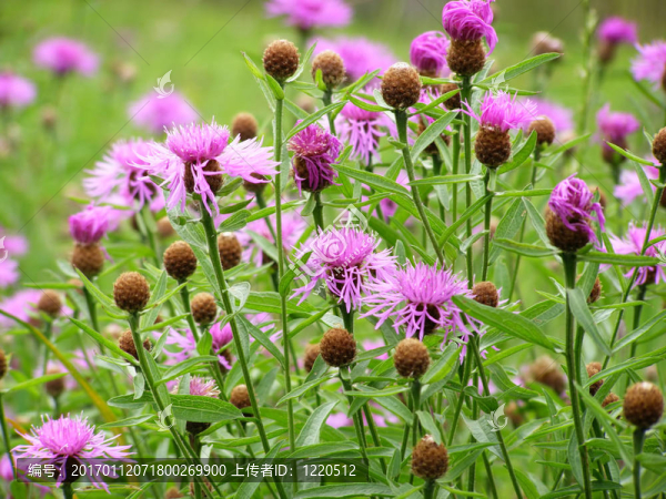 紫矢車菊-匯圖網(wǎng) www.fosd68.com 紫矢車菊