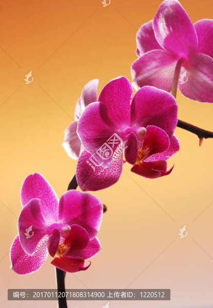 蘭花