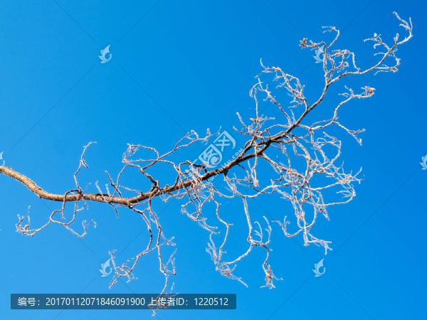 冰凍的樹(shù)枝和蔚藍(lán)的天空