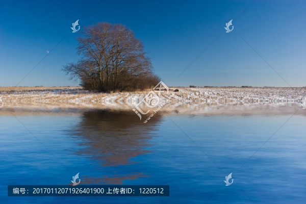 雪地上的樹