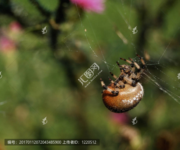 蜘蛛