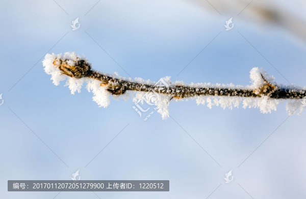 雪枝