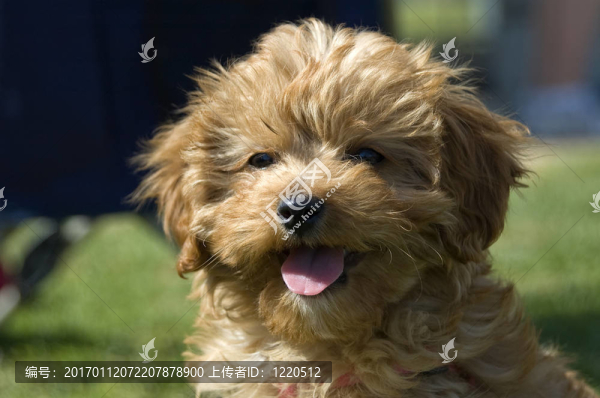紅寶石的cavoodle