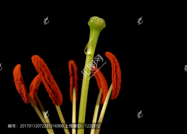雌蕊和雄蕊