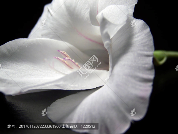 白色劍蘭開花特寫