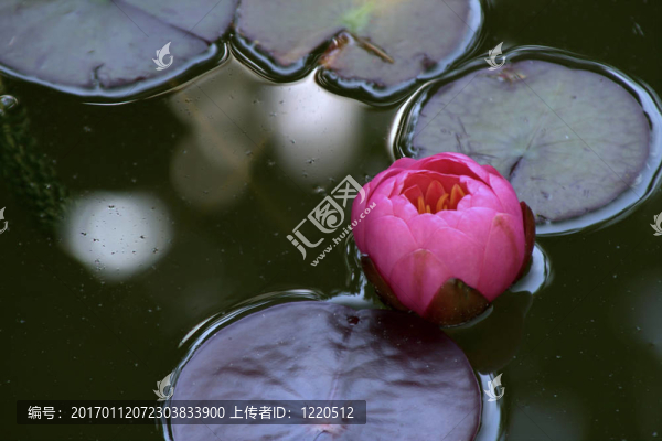 Waterlily（Nymphaea）