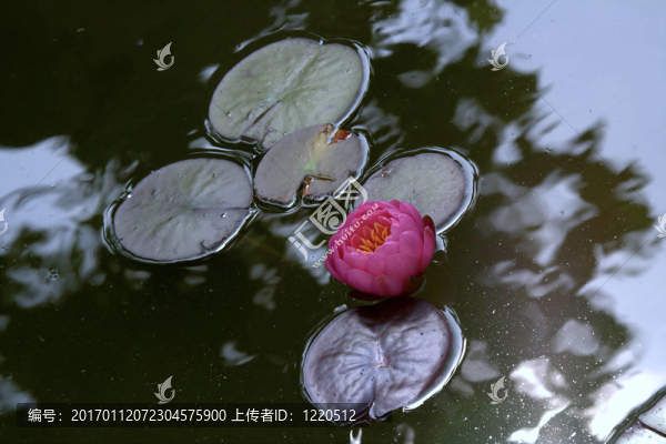 Waterlily（Nymphaea）