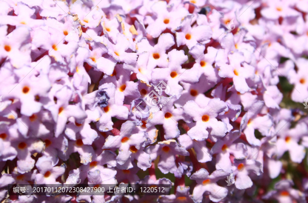 密蒙花-匯圖網(wǎng) www.fosd68.com 密蒙花