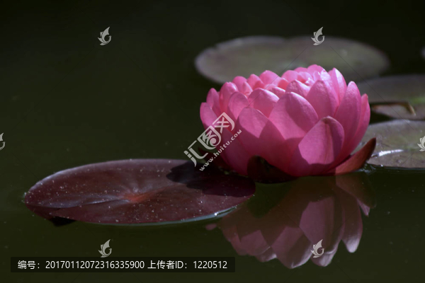 Waterlily（Nymphaea）