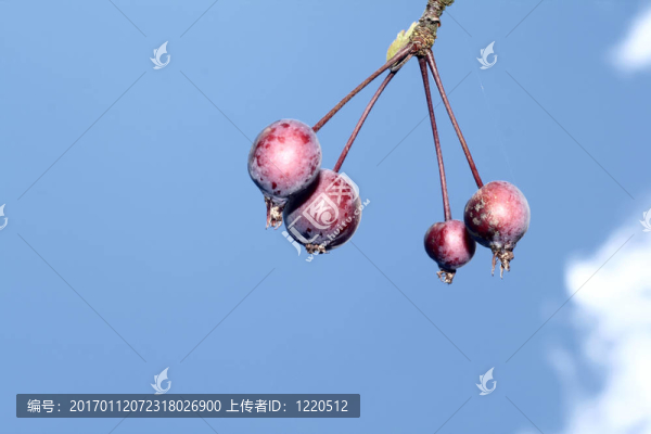 摘要Crabb蘋果