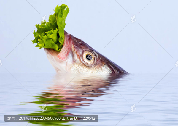 黑鱸