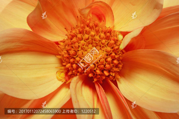 彎曲的花瓣