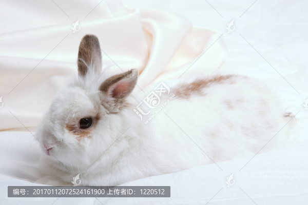 白色的兔子