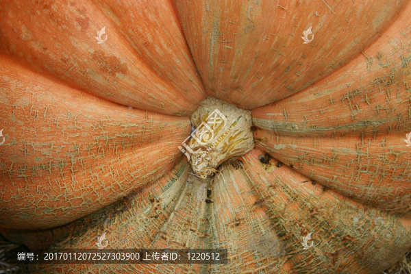 詳細的南瓜