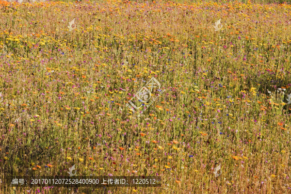 野花草地