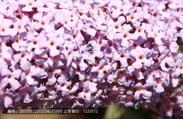 密蒙花的背景