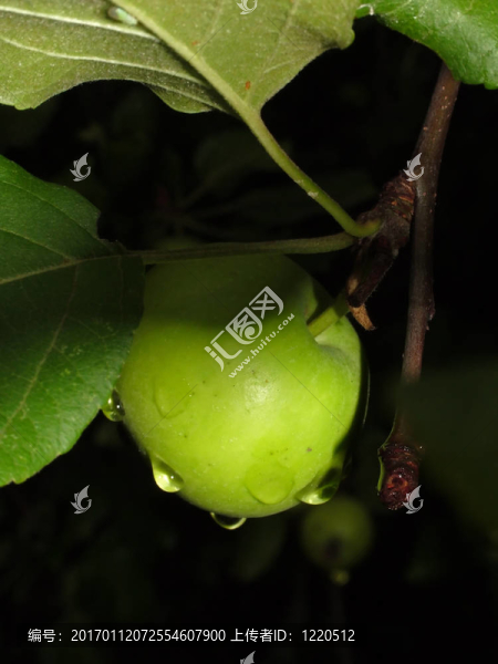 蘋(píng)果樹(shù)