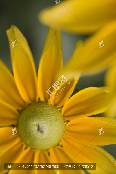 一個(gè)美麗的黃色的菊花
