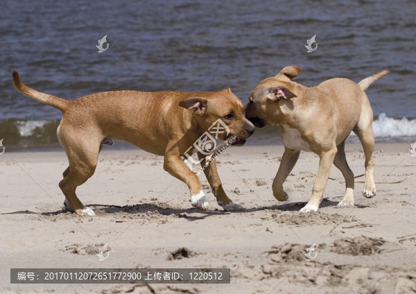 玩狗-匯圖網(wǎng) www.fosd68.com 玩狗
