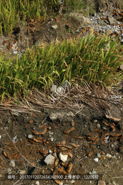 馬蹄偽造-匯圖網(wǎng) www.fosd68.com 馬蹄偽造
