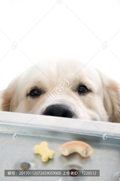 黃金獵犬冒充工作室。