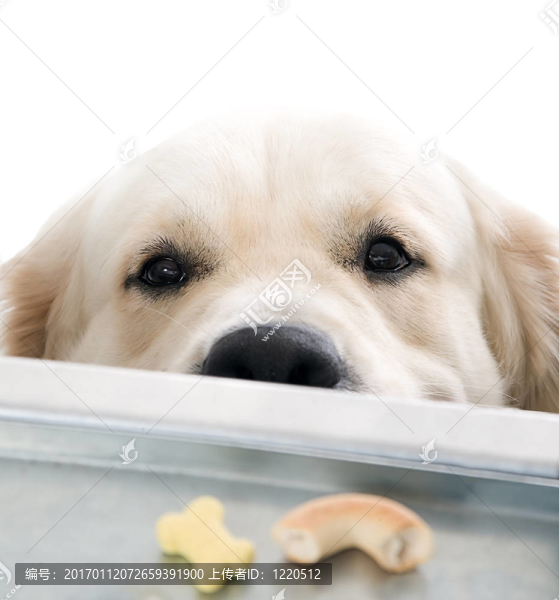 黃金獵犬冒充工作室。