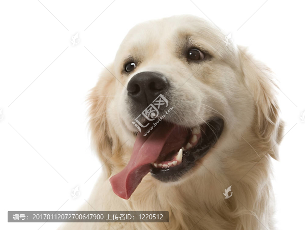 黃金獵犬冒充工作室。