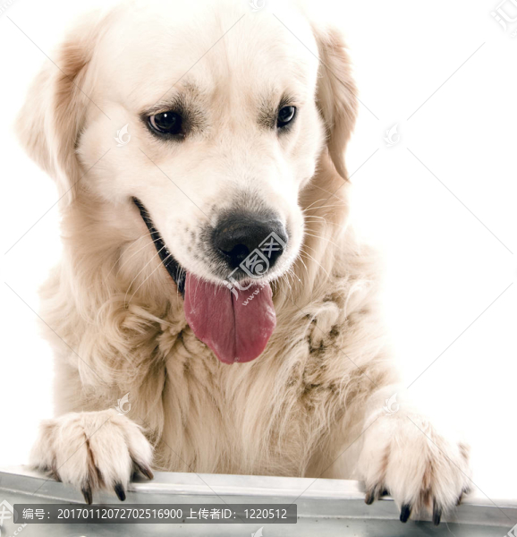 黃金獵犬冒充工作室。