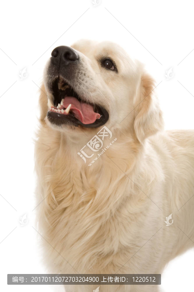 黃金獵犬冒充工作室。