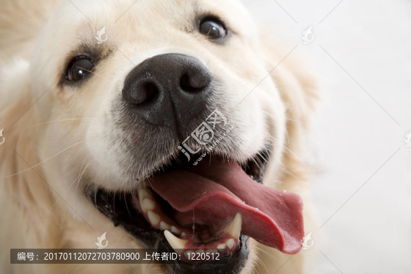 黃金獵犬冒充工作室。