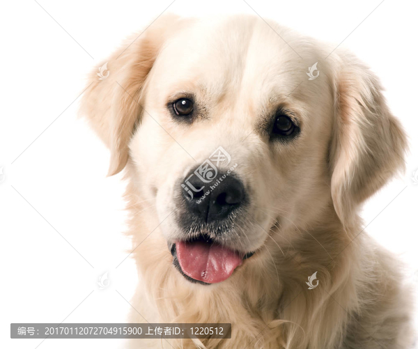 黃金獵犬冒充工作室。