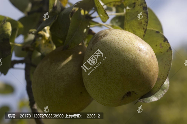梨