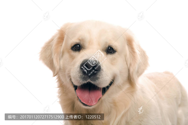 黃金獵犬冒充工作室