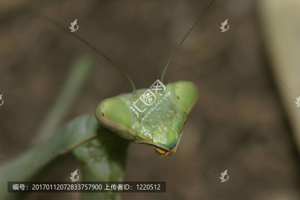 捕食螳螂的特寫