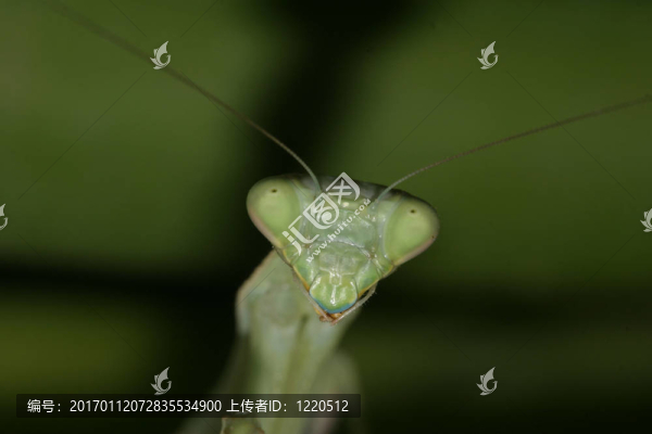 捕食螳螂的特寫