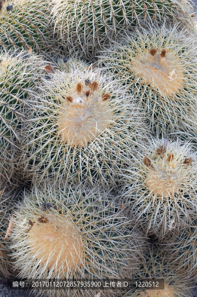 仙人掌類植物