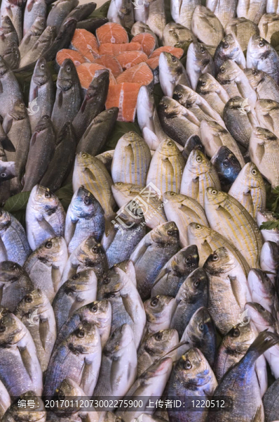 魚