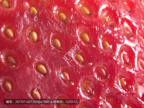 strawberrry種子