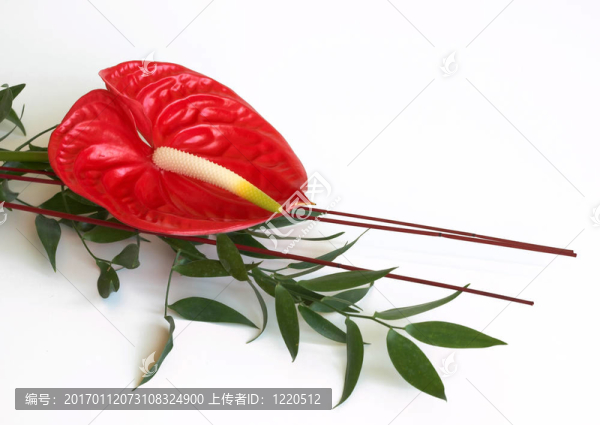 紅掌花；火鶴花