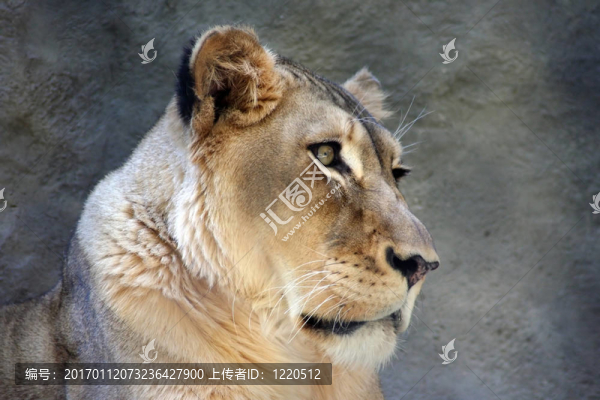 母獅