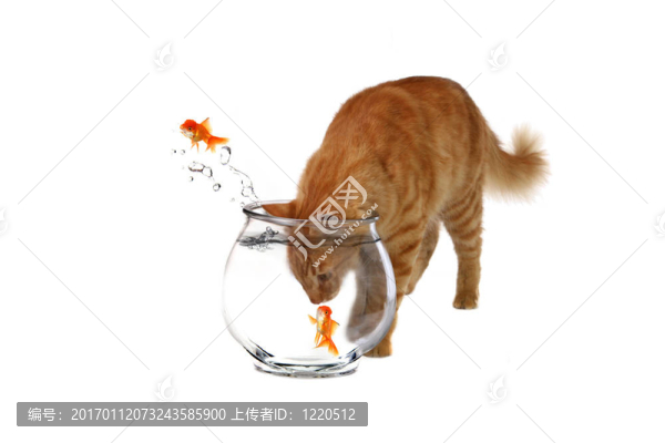 狡猾的貓的頭在魚缸