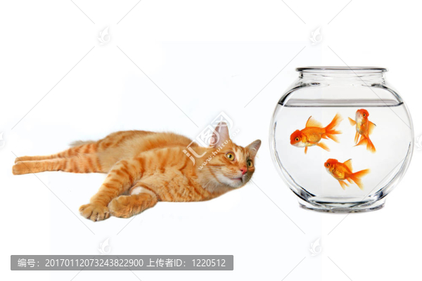 看著一只金魚
