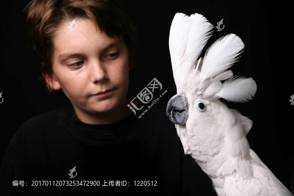摩鹿加鳳頭鸚鵡與一個(gè)年輕的成年人