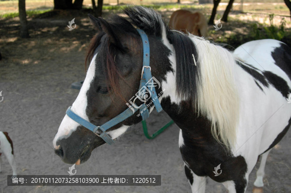 美國小型馬