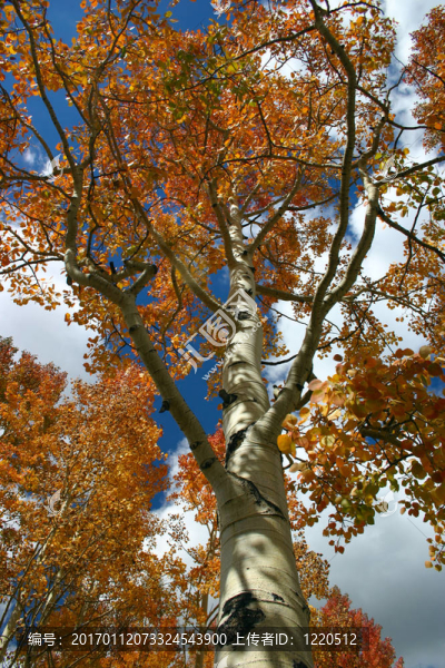 紅楊（Populus,tremuloides）