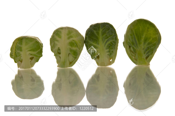 布魯塞爾豆芽